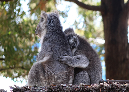Two koalas sitting side by side in a tree with left sides to camera. One has a protective arm around the other Two koalas sitting side by side in a tree with left sides to camera. One has a protective arm around the other